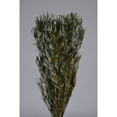 SALIGNUM FOLIAGE PRESERVED 16" GREEN- OUT OF STOCK